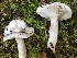  (Russula stuntzii - iNat100721124)  @11 [ ] some rights reserved (CC BY-NC) (2020) Joann Olson Unspecified