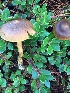  (Cortinarius humboldtensis - iNat100721155)  @11 [ ] some rights reserved (CC BY-NC) (2020) Joann Olson Unspecified