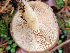  (Pholiota brunnescens - iNat100734043)  @11 [ ] some rights reserved (CC BY-NC-ND) (2021) Bruce Newhouse Unspecified