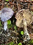  (Cortinarius occidentalis - iNat101774224)  @11 [ ] some rights reserved (CC BY-NC) (2021) Joann Olson Unspecified