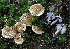  (Cortinarius aff. purpurascens - iNat14907654)  @11 [ ] some rights reserved (CC BY-NC) (2013) cizon77 Unspecified
