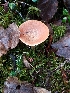  (Lactarius rubidus - iNat17636080b)  @11 [ ] some rights reserved (CC BY-NC) (2018) Christin Swearingen Unspecified