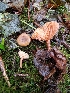  (Lactarius obscuratus - iNat17815191b)  @11 [ ] some rights reserved (CC BY-NC) (2018) Christin Swearingen Unspecified