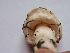  (Amanita pruittii - iNat18271235)  @11 [ ] some rights reserved (CC BY-NC) (2015) bit Unspecified