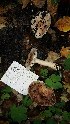  (Tricholoma ammophilum - iNat18356568)  @11 [ ] some rights reserved (CC BY-NC-ND) (2018) brucen Unspecified