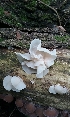  (Auricularia fuscosuccinea - iNat28084802)  @11 [ ] some rights reserved (CC BY-NC) (2019) davelayton Unspecified