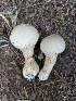  (Lycoperdon pyriforme - iNat30263474)  @11 [ ] all rights reserved (2019) Sharon Squazzo Unspecified
