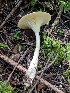  (Ampulloclitocybe clavipes - iNat31102776)  @11 [ ] some rights reserved (CC BY-NC) (2019) tommp Unspecified