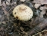  (Inocybe glaucescens - TJR0074)  @11 [ ] CreativeCommons - Attribution Non-Commercial (2019) Trey Richards Unspecified