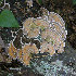  (Trametes betulina - iNat32860812)  @11 [ ] CreativeCommons - Attribution Non-Commercial (2019) pucak Unspecified