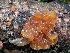  (Phaeotremella frondosa - iNat32933960)  @11 [ ] Copyright (c) (2019) Sharon Squazzo Unspecified