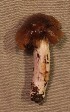  (Cortinarius vanduzerensis - iNat34762044)  @11 [ ] some rights reserved (CC BY-NC) (2019) Emma Harrower Unspecified