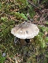 (Tricholoma subumbrinum - iNat35710934)  @11 [ ] some rights reserved (CC BY-NC) (2019) Ann Goddard Unspecified
