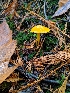  (Hygrocybe aff. flavescens KWH-2011 - iNat35727206)  @11 [ ] Copyright (c) (2019) Sharon Squazzo Unspecified