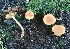  (Gymnopilus penetrans group - iNat35809493)  @11 [ ] CreativeCommons  Attribution Non-Commercial (by-nc) (2019) cizon77 Unspecified