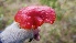  (Hygrocybe laetissima - iNat37350761)  @11 [ ] some rights reserved (CC BY-NC) (2020) natvik Unspecified