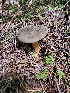  (Phylloporus arenicola - iNat45208291)  @11 [ ] all rights reserved (2020) Eric and Jen Chandler Unspecified