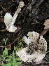  (Amanita arenicola - iNat48728401)  @11 [ ] some rights reserved (CC BY-NC) (2020) Alan R. Franck Unspecified