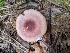  (Russula betularum - iNat51601751)  @11 [ ] all rights reserved (2020) Sharon Squazzo Unspecified