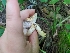  (Russula pulverulenta - iNat53775187)  @11 [ ] all rights reserved (2020) Sarah Duhon Unspecified