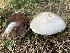  (Agaricus aff. campestris PBM 2580 - iNat53860285)  @11 [ ] CreativeCommons  Attribution Non-Commercial (by-nc) (2020) Paula DeSanto Unspecified