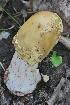  (Amanita sp. amerirubescens04 - iNat54472969)  @11 [ ] some rights reserved (CC BY) (2020) Garrett Taylor Unspecified