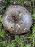  (Russula nigricans - iNat54785267)  @11 [ ] all rights reserved (2020) Sharon Squazzo Unspecified
