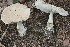  (Amanita subsect. Amanita - iNat55079769)  @11 [ ] some rights reserved (CC BY) (2020) Garrett Taylor Unspecified