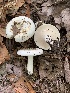  (Lactifluus glaucescens - iNat55823111)  @11 [ ] CreativeCommons  Attribution Non-Commercial (by-nc) (2020) Paula DeSanto Unspecified