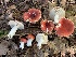  (Russula cf. integra BPL288 - iNat57643123)  @11 [ ] some rights reserved (CC BY-NC) (2020) Paula DeSanto Unspecified