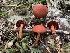  (Cortinarius harrisonii - iNat57644050)  @11 [ ] some rights reserved (CC BY-NC) (2020) Paula DeSanto Unspecified