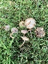  (Inocybe curvipes - iNat58057975)  @11 [ ] some rights reserved (CC BY-NC) (2020) Paula DeSanto Unspecified
