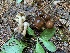  (Cyclocybe erebia - iNat58151509)  @11 [ ] some rights reserved (CC BY-NC) (2020) Paula DeSanto Unspecified