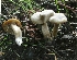  (Clitocybe aff. odora - iNat58391895)  @11 [ ] some rights reserved (CC BY-NC) (2012) cizon77 Unspecified