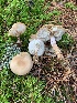  (Rhodocollybia lentinoides - iNat58416996)  @11 [ ] some rights reserved (CC BY-NC) (2020) Paula DeSanto Unspecified