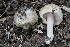  (Inocybe aff. erinaceomorpha - iNat58495976)  @11 [ ] some rights reserved (CC BY) (2020) Garrett Taylor Unspecified