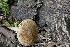  (Inocybe luteifolia - iNat58495987)  @11 [ ] some rights reserved (CC BY) (2020) Garrett Taylor Unspecified
