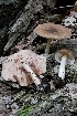  (Pluteus aff. multiformis - iNat58496052)  @11 [ ] some rights reserved (CC BY) (2020) Garrett Taylor Unspecified