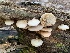  (Crepidotus crocophyllus - iNat58508758)  @11 [ ] some rights reserved (CC BY-NC) (2020) Paula DeSanto Unspecified