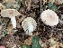  (Lactarius aff. chrysorrheus - iNat59056260)  @11 [ ] some rights reserved (CC BY-NC) (2020) Paula DeSanto Unspecified