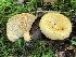  (Lactarius maculatipes - iNat59062151)  @11 [ ] some rights reserved (CC BY-NC) (2020) Paula DeSanto Unspecified