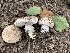  (Saproamanita - iNat59909981)  @11 [ ] some rights reserved (CC BY-NC) (2020) Damon Tighe Unspecified