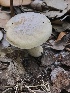  (Leccinum chalybaeum - iNat59961244)  @11 [ ] some rights reserved (CC BY-NC) (2020) Alan R. Franck Unspecified