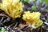  (Ramaria cystidiophora - iNat61574220)  @11 [ ] some rights reserved (CC BY-NC) (2020) natvik Unspecified
