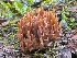  (Ramaria testaceoflava - iNat62037011)  @11 [ ] some rights reserved (CC BY-NC) (2020) natvik Unspecified