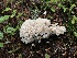  (Ramaria rasilisporoides - iNat62919302)  @11 [ ] all rights reserved (2020) marycarla Unspecified