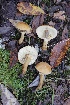  (Cystoderma carcharias var. fallax - iNat63133936)  @11 [ ] some rights reserved (CC BY-NC) (2020) Emma Harrower Unspecified