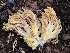  (Ramaria gelatiniaurantia var. violeitingens - iNat63137869)  @11 [ ] all rights reserved (2020) marycarla Unspecified