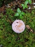  (Cortinarius olympianus - iNat63141547)  @11 [ ] some rights reserved (CC BY-NC) (2020) Emma Harrower Unspecified