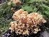  (Ramaria formosa - iNat63247559)  @11 [ ] all rights reserved (2020) marycarla Unspecified